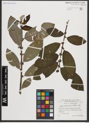 Foto von Salix appendiculata Vill.